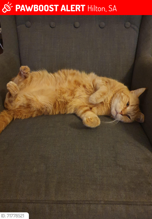 Lost Male Cat last seen Washington Street Hilton SA 5033, Hilton, SA 5033