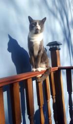 Lost Male Cat last seen Fort green area, Brooklyn, NY 11205