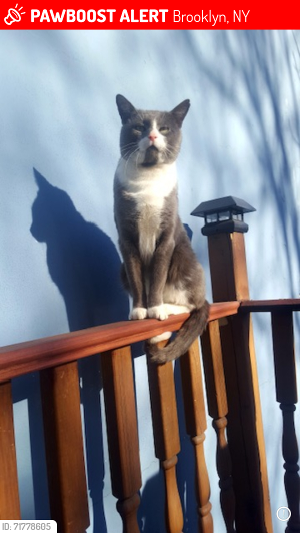 Lost Male Cat last seen Fort green area, Brooklyn, NY 11205