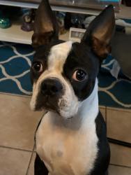 Lost Female Dog last seen Edgemere and Zaragoza, El Paso, TX 79938