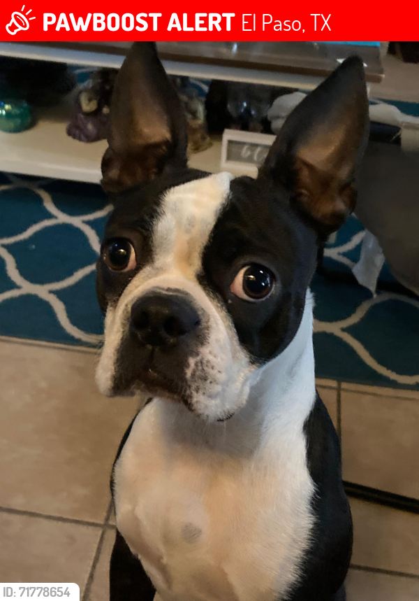 Lost Female Dog last seen Edgemere and Zaragoza, El Paso, TX 79938