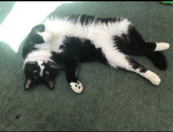 Lost Female Cat last seen Youngsville Park, Manchester, NH 03104