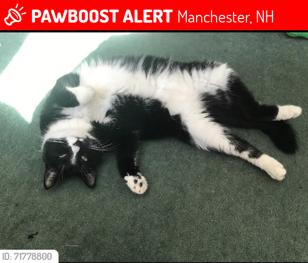 Lost Female Cat last seen Youngsville Park, Manchester, NH 03104