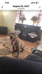 Lost Female Dog last seen Musgrave, Oklahoma City, OK 73114
