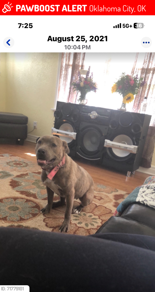 Lost Female Dog last seen Musgrave, Oklahoma City, OK 73114