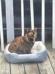 Lost Female Cat last seen Chatham st /Robert rd, Newport, NC 28570