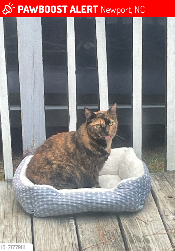 Lost Female Cat last seen Chatham st /Robert rd, Newport, NC 28570