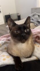 Lost Female Cat last seen Lincoln Street near apmts on right. , Hoquiam, WA 98550