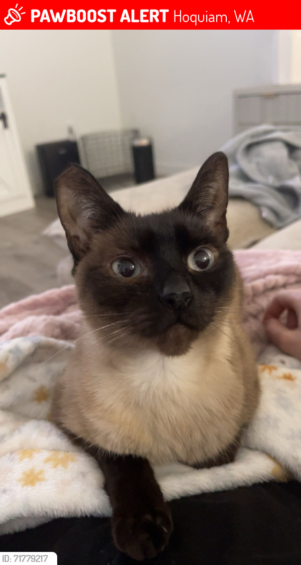 Lost Female Cat last seen Lincoln Street near apmts on right. , Hoquiam, WA 98550