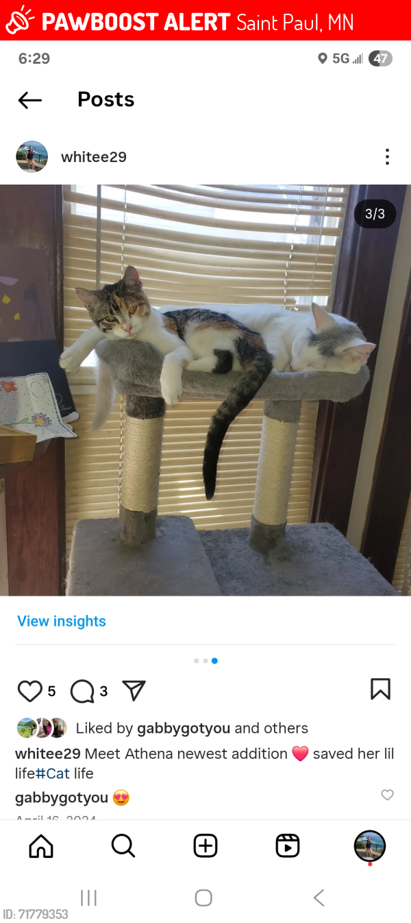 Lost Female Cat last seen Lake phalen, Saint Paul, MN 55106