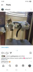 Lost Female Cat last seen Lake phalen, Saint Paul, MN 55106