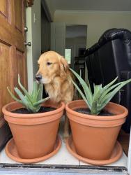 Reunited Male Dog last seen Tates Creek and Man O War, Lexington, KY 40517