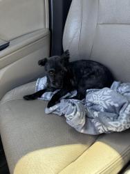 Lost Male Dog last seen Harbor and lampson, Garden Grove, CA 92840