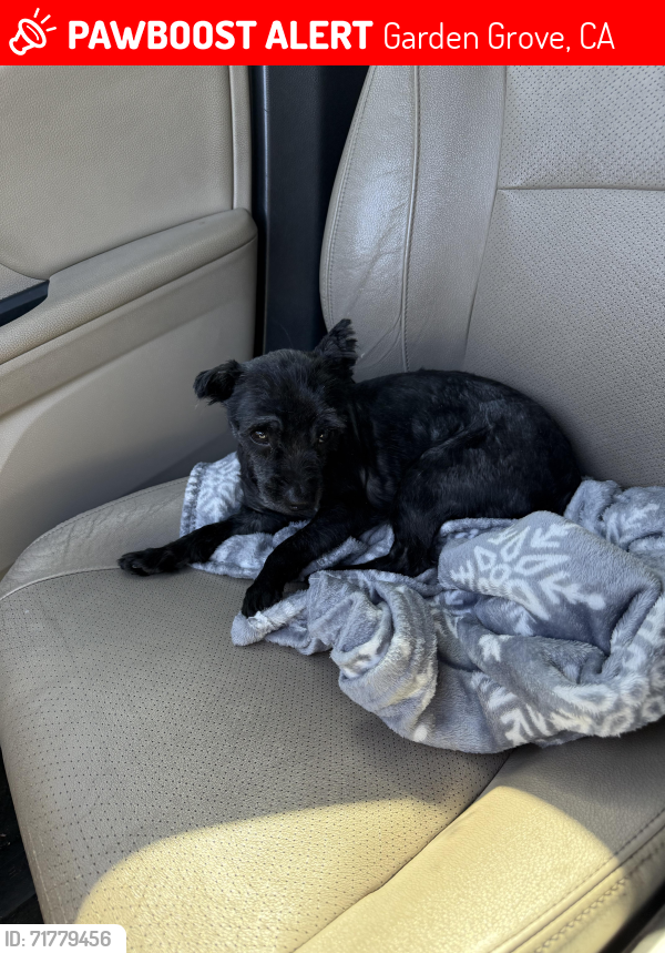 Lost Male Dog last seen Harbor and lampson, Garden Grove, CA 92840