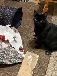 Lost Male Cat last seen Near s 2700 w. , West Jordan, UT 84084