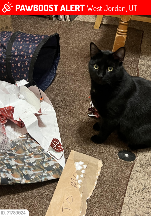 Lost Male Cat last seen Near s 2700 w. , West Jordan, UT 84084