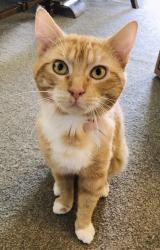 Lost Male Cat last seen Sandlewood Close, Rouse Hill, Rouse Hill, NSW 2155