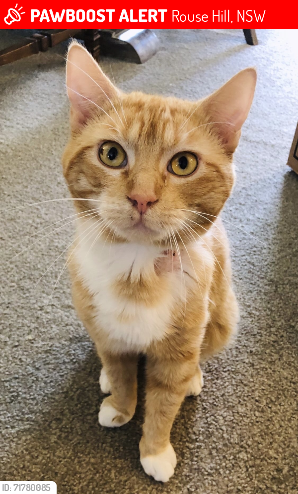 Lost Male Cat last seen Sandlewood Close, Rouse Hill, Rouse Hill, NSW 2155