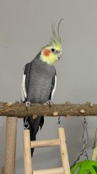 Lost Male Bird last seen S 500 w, Provo, UT 84601