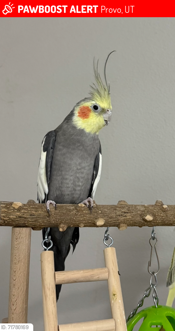 Lost Male Bird last seen S 500 w, Provo, UT 84601