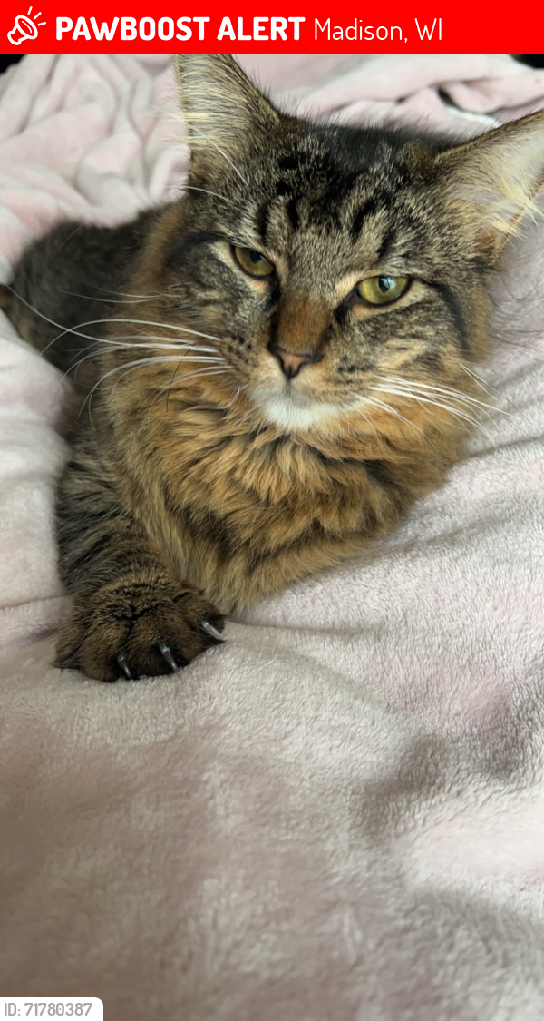 Lost Male Cat last seen Williamson st Madison wi, Madison, WI 53703