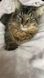Lost Male Cat last seen Williamson st Madison wi, Madison, WI 53703