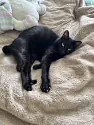Lost Male Cat last seen Grand Lakes phase 3 near barn park , Katy, TX 77450