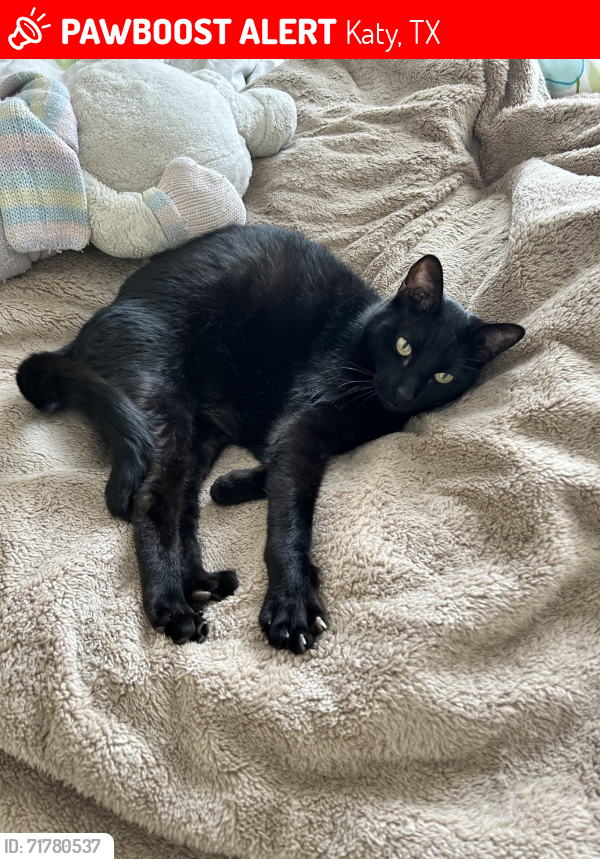 Lost Male Cat last seen Grand Lakes phase 3 near barn park , Katy, TX 77450
