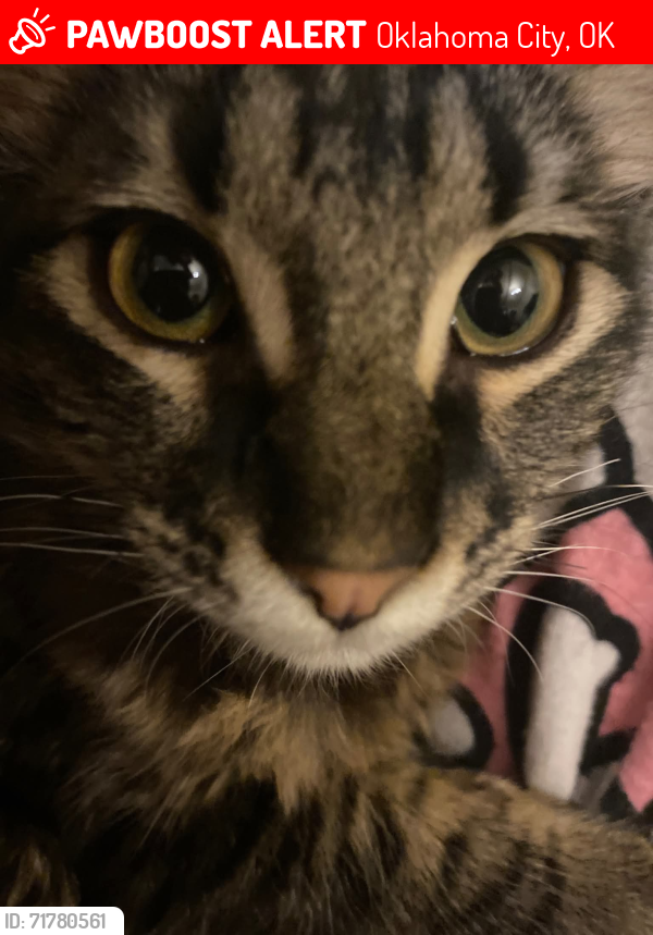 Lost Male Cat last seen Still mi, Oklahoma City, OK 73119