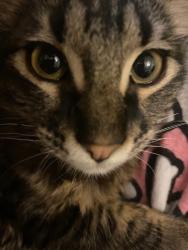Lost Male Cat last seen Still mi, Oklahoma City, OK 73119