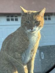 Lost Male Cat last seen Dos Palmas, Victorville, CA 92392