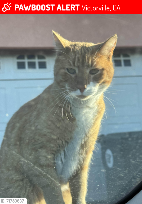 Lost Male Cat last seen Dos Palmas, Victorville, CA 92392