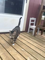 Lost Male Cat last seen Between pryor creek and pryor, Pryor, OK 74361
