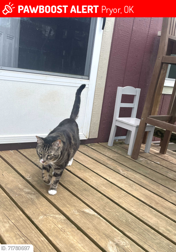 Lost Male Cat last seen Between pryor creek and pryor, Pryor, OK 74361