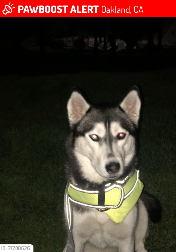 Lost Female Dog last seen G st., Oakland, CA 94603