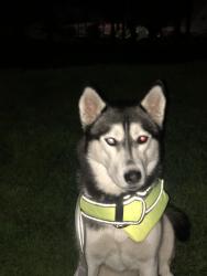 Lost Female Dog last seen G st., Oakland, CA 94603