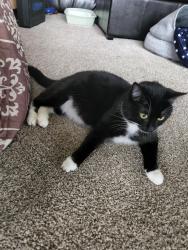 Reunited Female Cat last seen Near Portal Way Bldg E-130 Ferndale, WA 98248 United States, Ferndale, WA 98248