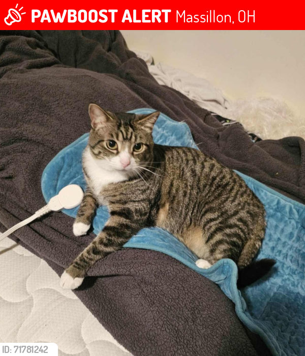 Lost Male Cat last seen Between 15th - 17th street NW Massillon, Massillon, OH 44647