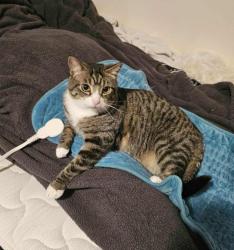 Lost Male Cat last seen Between 15th - 17th street NW Massillon, Massillon, OH 44647