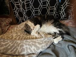 Lost Female Cat last seen Shore rd New Harbor, off of Huddle rd , Bristol, ME 04554