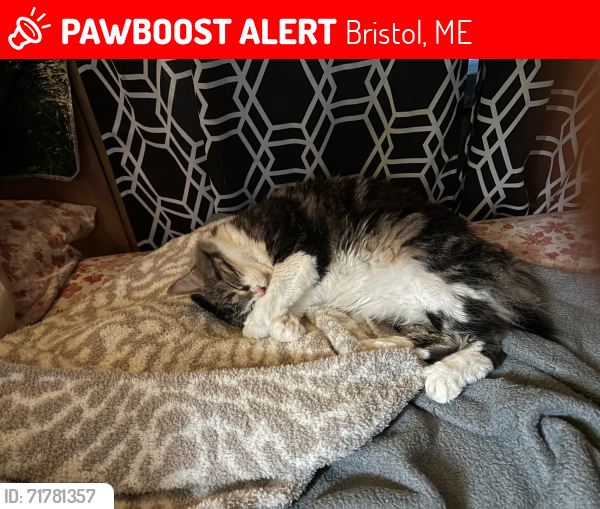 Lost Female Cat last seen Shore rd New Harbor, off of Huddle rd , Bristol, ME 04554