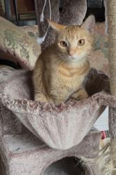Lost Female Cat last seen Near New York Ave NE Washington, DC  20002 United States, Washington, DC 20002