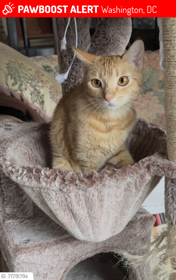 Lost Female Cat last seen Near New York Ave NE Washington, DC  20002 United States, Washington, DC 20002