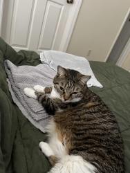 Lost Female Cat last seen NW 57th way, Gainesville, FL 32653