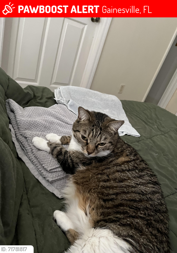 Lost Female Cat last seen NW 57th way, Gainesville, FL 32653
