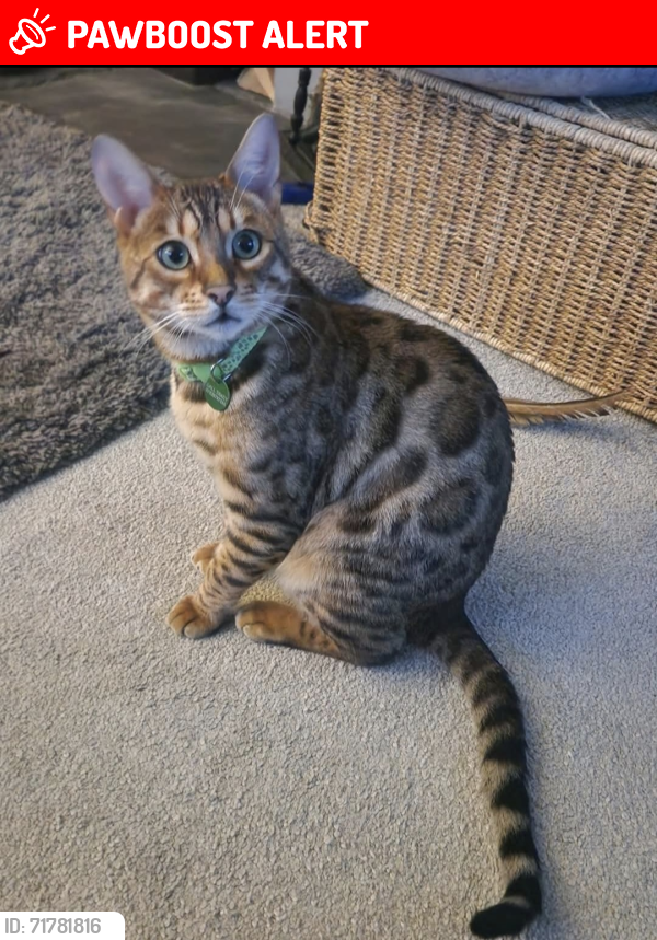 Lost Male Cat last seen Scopwick back fields, Scopwick, England LN4