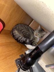 Lost Male Cat last seen Vine st and Horseshoe drive shelbyville, TN, Shelbyville, TN 37160