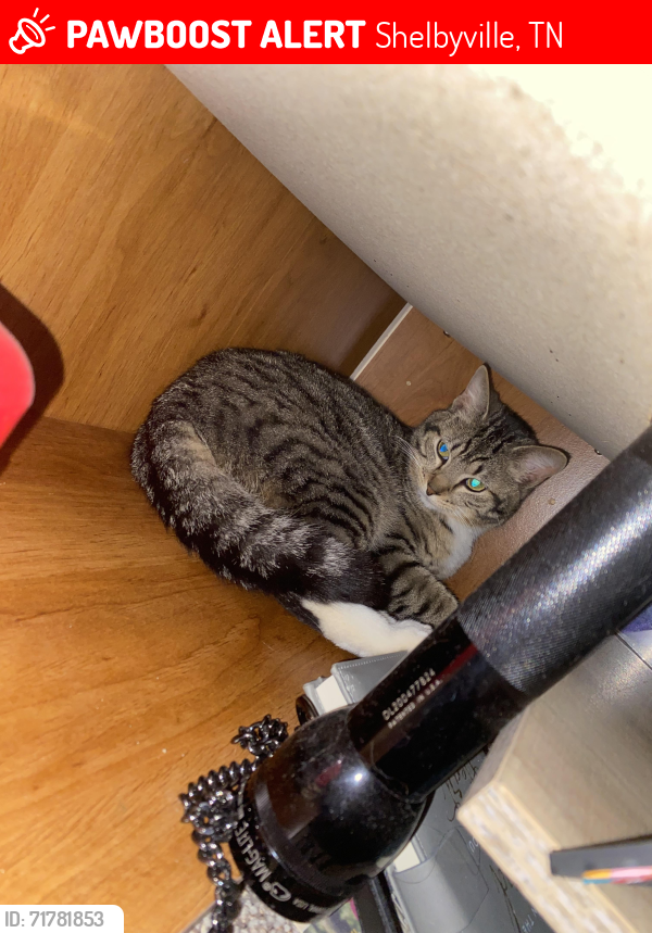 Lost Male Cat last seen Vine st and Horseshoe drive shelbyville, TN, Shelbyville, TN 37160