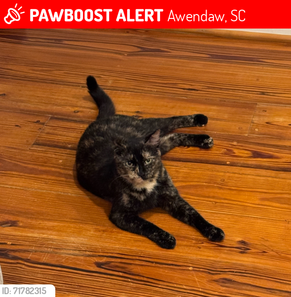 Lost Female Cat last seen Seewee Rd, Awendaw, SC 29429