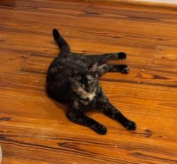 Lost Female Cat last seen Seewee Rd, Awendaw, SC 29429
